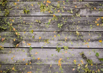 Cedar Deck Construction